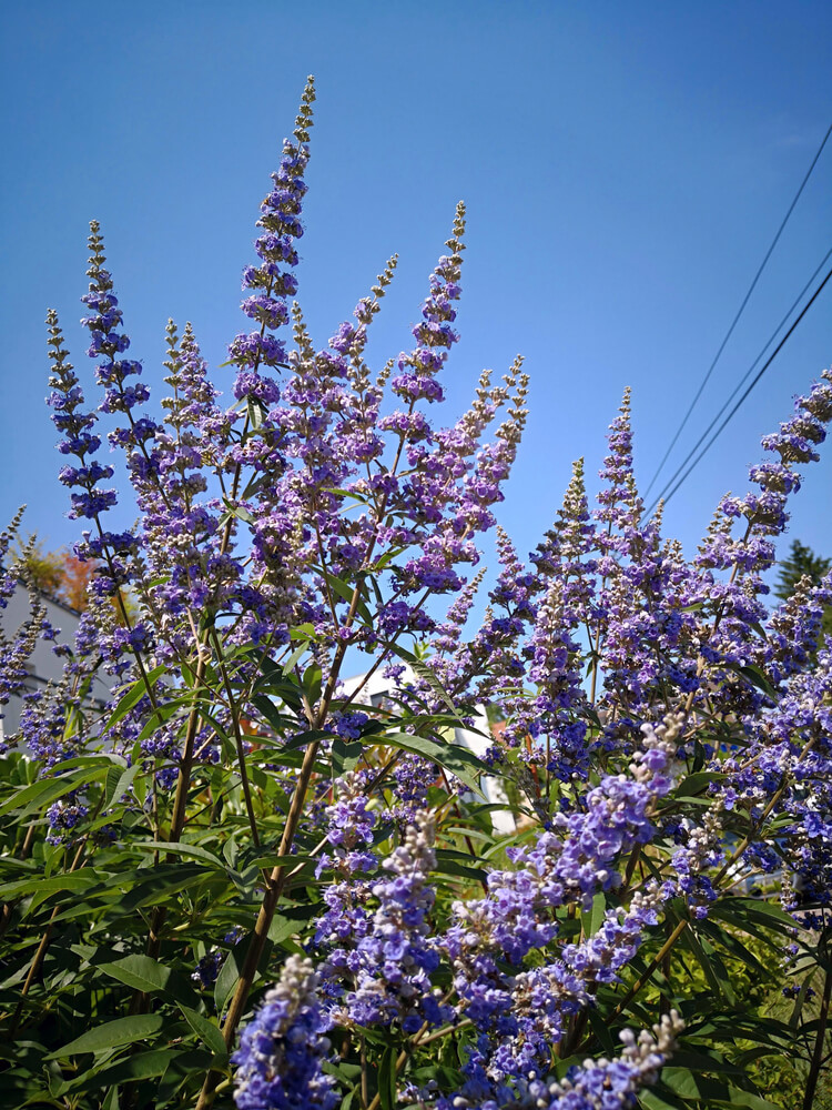 Tall spikes of Salvia Azure 'Snow' in a 15cm pot display purple flowers and green leaves reaching upward under a blue sky, with power lines visible in the background.