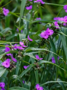 Tradescantia 'Sweet Kate' (Copy) features green foliage and clusters of bright purple flowers; its long, slender leaves glisten with droplets of water.