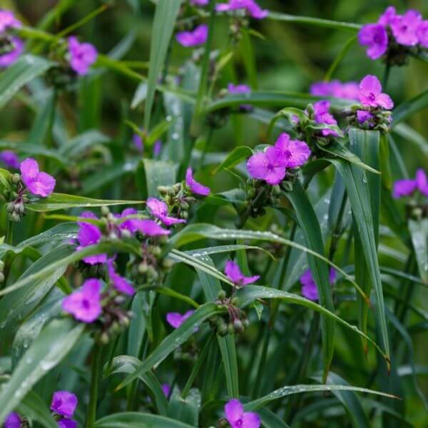 Tradescantia 'Sweet Kate' (Copy) features green foliage and clusters of bright purple flowers; its long, slender leaves glisten with droplets of water.