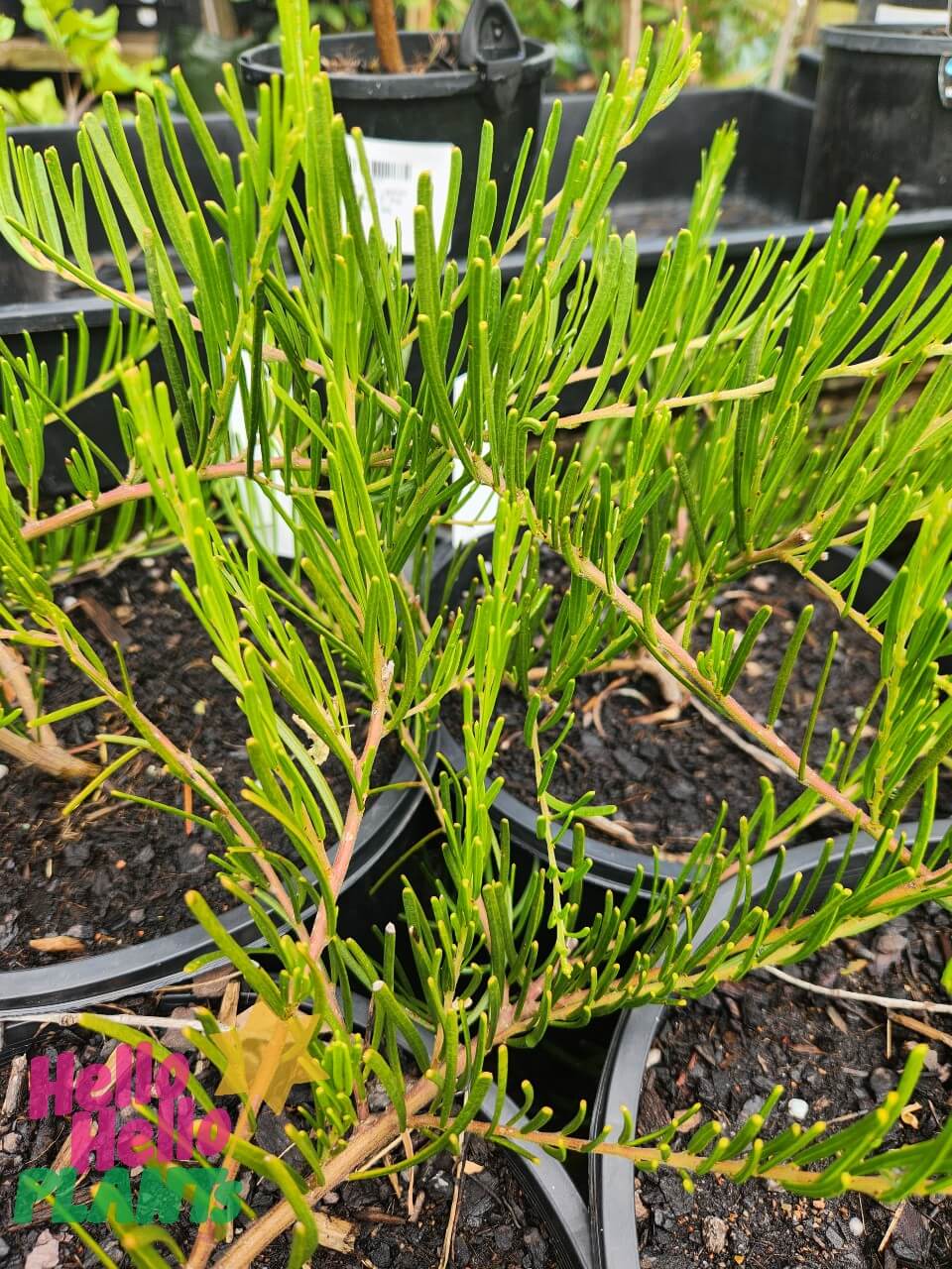 Acacia 'Umbrella Wattle' Prostrate 8" Pot - Image 2