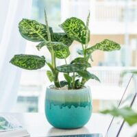 A potted Dieffenbachia plant with green and yellow variegated leaves sits on a desk near a window, in a blue ceramic pot.