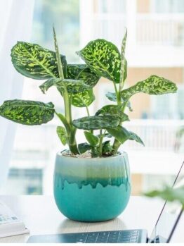 A potted Dieffenbachia plant with green and yellow variegated leaves sits on a desk near a window, in a blue ceramic pot.