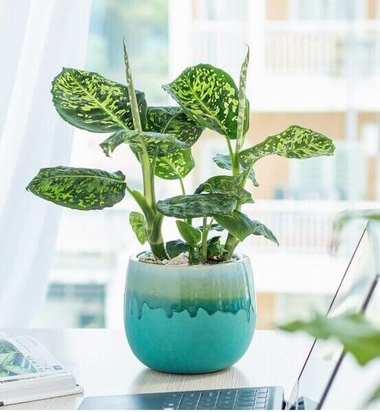 A potted Dieffenbachia plant with green and yellow variegated leaves sits on a desk near a window, in a blue ceramic pot.