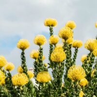 Yellow pincushion protea flowers blooming against a cloudy sky, with green foliage visible in the foreground.