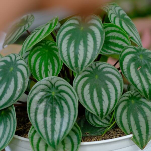 Peperomia 'Watermelon' 13cm Pot: A houseplant with green, heart-shaped leaves striped in light green and white.