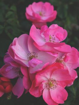 The Rose 'Smooth Touch® Smooth Harmony' Bush Form features vibrant, bright pink blooms framed by lush green leaves, creating a beautifully harmonious display.