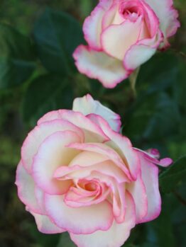 Two cream-coloured roses with pink edges bloom among green leaves—Rosa 'Smooth Touch® Smooth Angel' Bush Form beautifully displays the delicate charm of Smooth Touch petals.