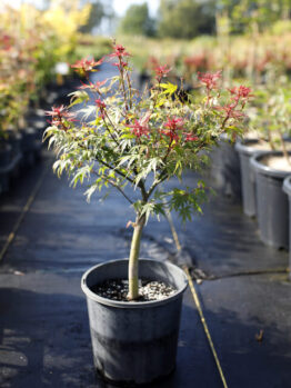 A potted Japanese maple tree with red-tipped leaves stands on a black ground covering in an outdoor nursery among other potted plants.