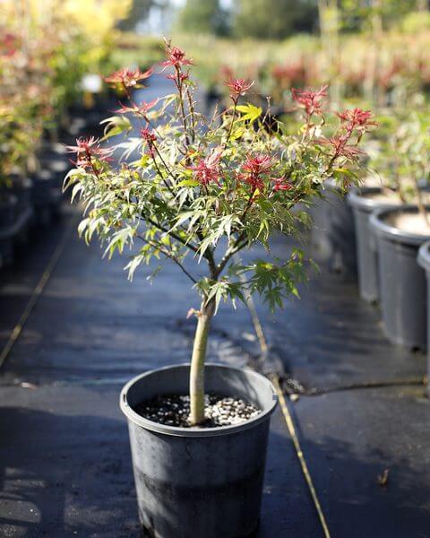 A potted Japanese maple tree with red-tipped leaves stands on a black ground covering in an outdoor nursery among other potted plants.