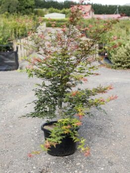 An Acer ‘Otome Zakura’ Japanese Maple in a 20" pot, featuring green and reddish leaves, is displayed on gravel at an outdoor garden centre.