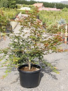 An Acer ‘Otome Zakura’ Japanese Maple in a 20" pot sits on a gravel path at an outdoor plant nursery, surrounded by wooden posts and rows of other plants.