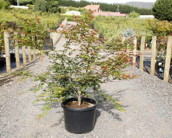 An Acer ‘Otome Zakura’ Japanese Maple in a 20" pot sits on a gravel path at an outdoor plant nursery, surrounded by wooden posts and rows of other plants.