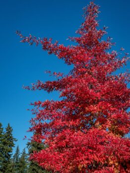 The Acer rubrum 'Bowhall' 10" Pot features vibrant red autumn foliage set against a blue sky, with lush green trees in the background.