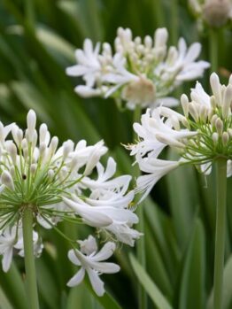 White agapanthus flowers in bloom with green leaves in the background.