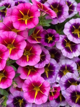 A cluster of pink and purple petunia flowers with yellow centres, densely packed and surrounded by green leaves.