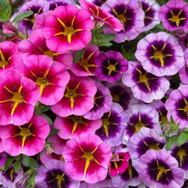 A cluster of pink and purple petunia flowers with yellow centres, densely packed and surrounded by green leaves.