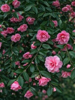 Branches with numerous pink camellia flowers and glossy green leaves fill the frame, while a Lagerstroemia 'Pinky Pink™' Crepe Myrtle 8" Pot adds vibrant colour to this healthy, blooming outdoor garden setting.