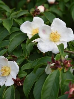 Camellia shrubs display white flowers with yellow centres blooming among green leaves and unopened buds.