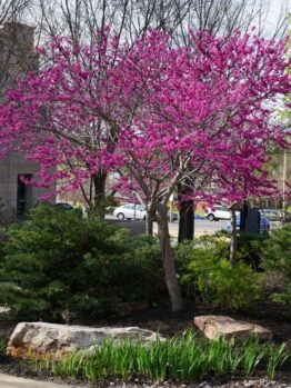 The Cercis 'Little Woody' Redbud 12" Pot features vibrant pink blossoms, set among green shrubs, rocks, and a pavement with parked cars in the background.