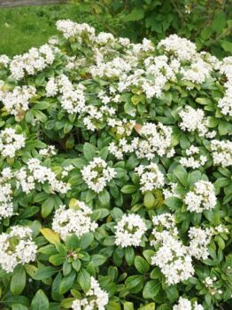 Choisya 'Mexican Orange Blossom'