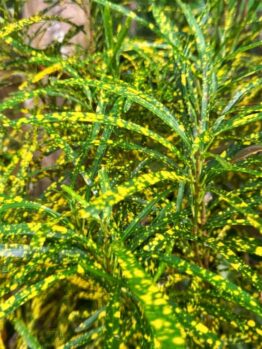 Codiaeum 'Gold Dust' 8" Pot