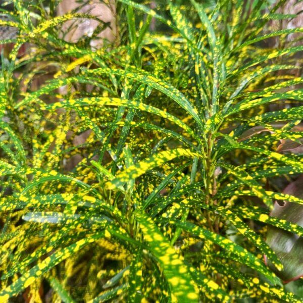 Codiaeum 'Gold Dust' 8" Pot