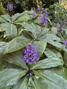 Broad green leaves and clusters of small purple-blue flowers grow densely in a lush garden, featuring the vibrant Dichorisandra 'Blue Ginger' in a 20cm pot.