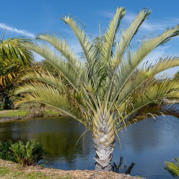 A Bismarck palm with silver-green fronds stands by a pond under a blue sky, accompanied by an Archontophoenix 'Bangalow Palm' and other tropical plants and trees in the background.