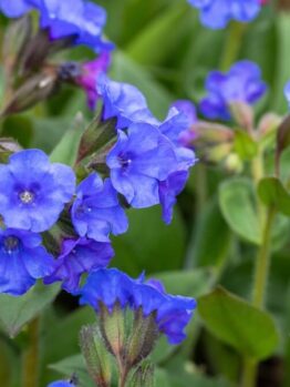 Pulmonaria 'Electric Blue' 6” Pot