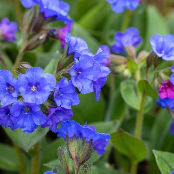 Pulmonaria 'Electric Blue' 6” Pot
