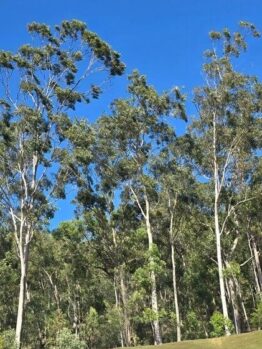 Tall eucalyptus trees with slender trunks and green foliage stand against a clear blue sky.