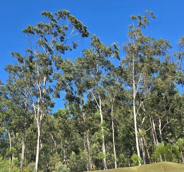 Tall eucalyptus trees with slender trunks and green foliage stand against a clear blue sky.