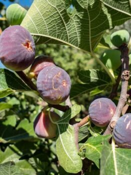 A close-up of ripe Ficus 'Black Tuscan' Fig Tree figs in a 10" pot, growing among green leaves in bright sunlight.