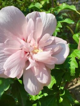 A light pink hibiscus blooms among green leaves beside a Lagerstroemia 'Tuscarora' Crepe Myrtle 16" Pot (Bush Form), photographed outdoors in natural sunlight.
