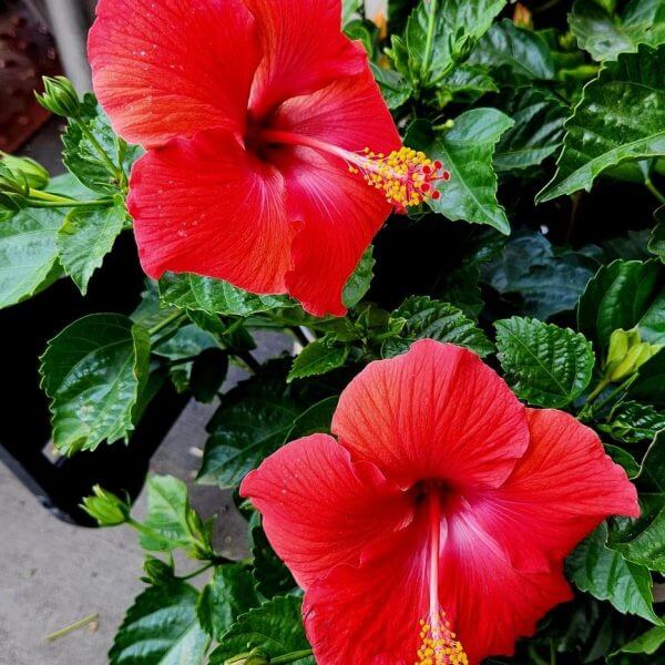 Two vibrant red hibiscus flowers with yellow-tipped stamens bloom among green leaves.