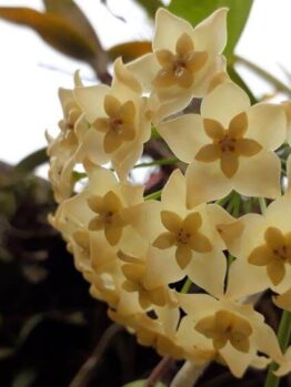 Close-up of a cluster of pale yellow star-shaped Hoya 'Merrillii' flowers with green leaves, displayed in a 5" hanging basket.
