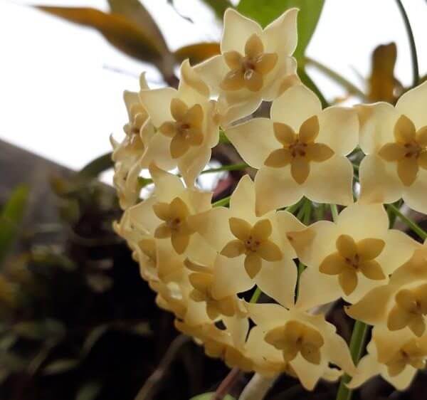 Close-up of a cluster of pale yellow star-shaped Hoya 'Merrillii' flowers with green leaves, displayed in a 5" hanging basket.
