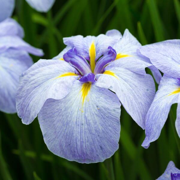 Iris ensata 'Ocean Mist' 8" Pot features light purple blooms with yellow centres and lush green foliage in the background.