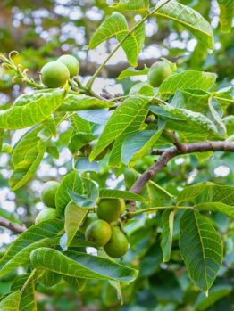 A walnut tree branch with clusters of unripe green walnuts and broad green leaves.