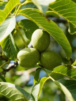 Close-up of three unripe walnuts growing on a tree, surrounded by green leaves in sunlight.