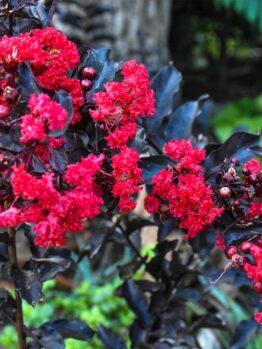 Clusters of vibrant blooms and dark purple leaves make the Lagerstroemia 'Shadow Magic™' Crepe Myrtle 12" Pot a striking addition to any lush garden.