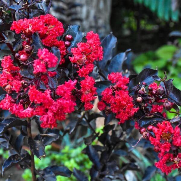 Clusters of vibrant blooms and dark purple leaves make the Lagerstroemia 'Shadow Magic™' Crepe Myrtle 12" Pot a striking addition to any lush garden.