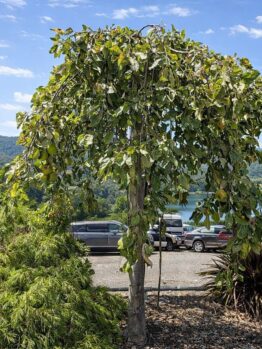 A small tree with drooping branches stands in front of parked cars, with a lake, hills, and scattered clouds in the background.