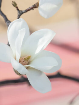 Close-up of Magnolia 'Phelan Bright' in bloom on a branch, set against a softly blurred pink and beige background. Suitable for planting in a 13" pot.