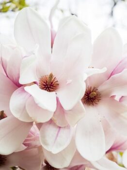 Close-up of pale pink magnolia flowers in bloom, with blurred green and white background.