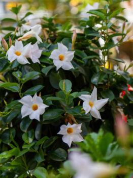 Mandevilla 'Agathe White' 8" Pot