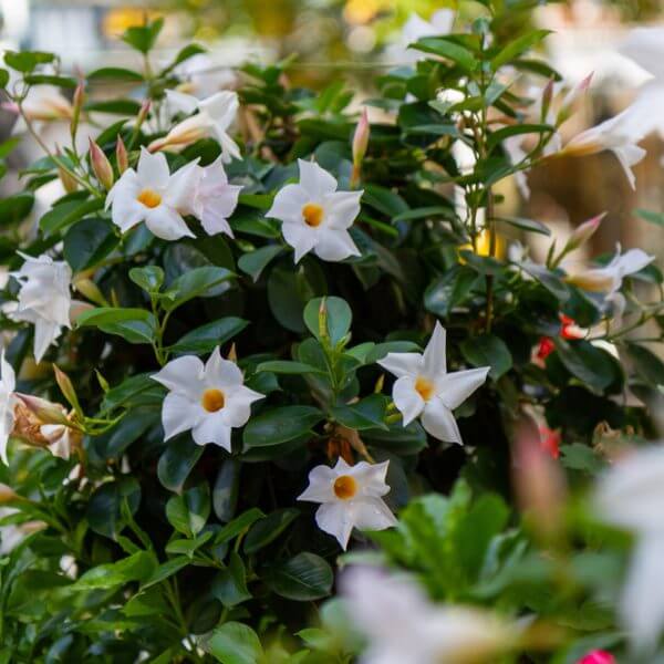 Mandevilla 'Agathe White' 8" Pot