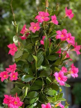 Mandevilla 'Jade Fuchsia' 8" Pot