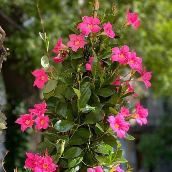 Mandevilla 'Jade Fuchsia' 8" Pot