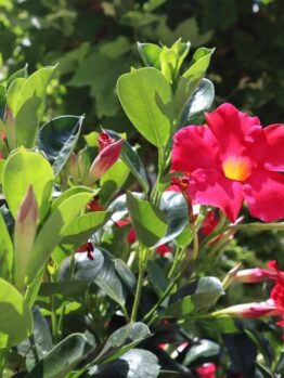 The Mandevilla 'Summerstar™ White' features crisp white flowers and glossy green leaves shining in sunlight, with additional greenery softly blurred in the background.